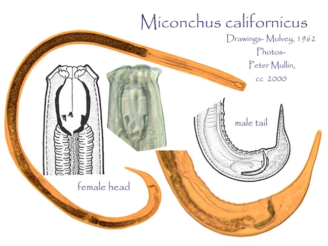 Представитель Семейства Anatonchidae